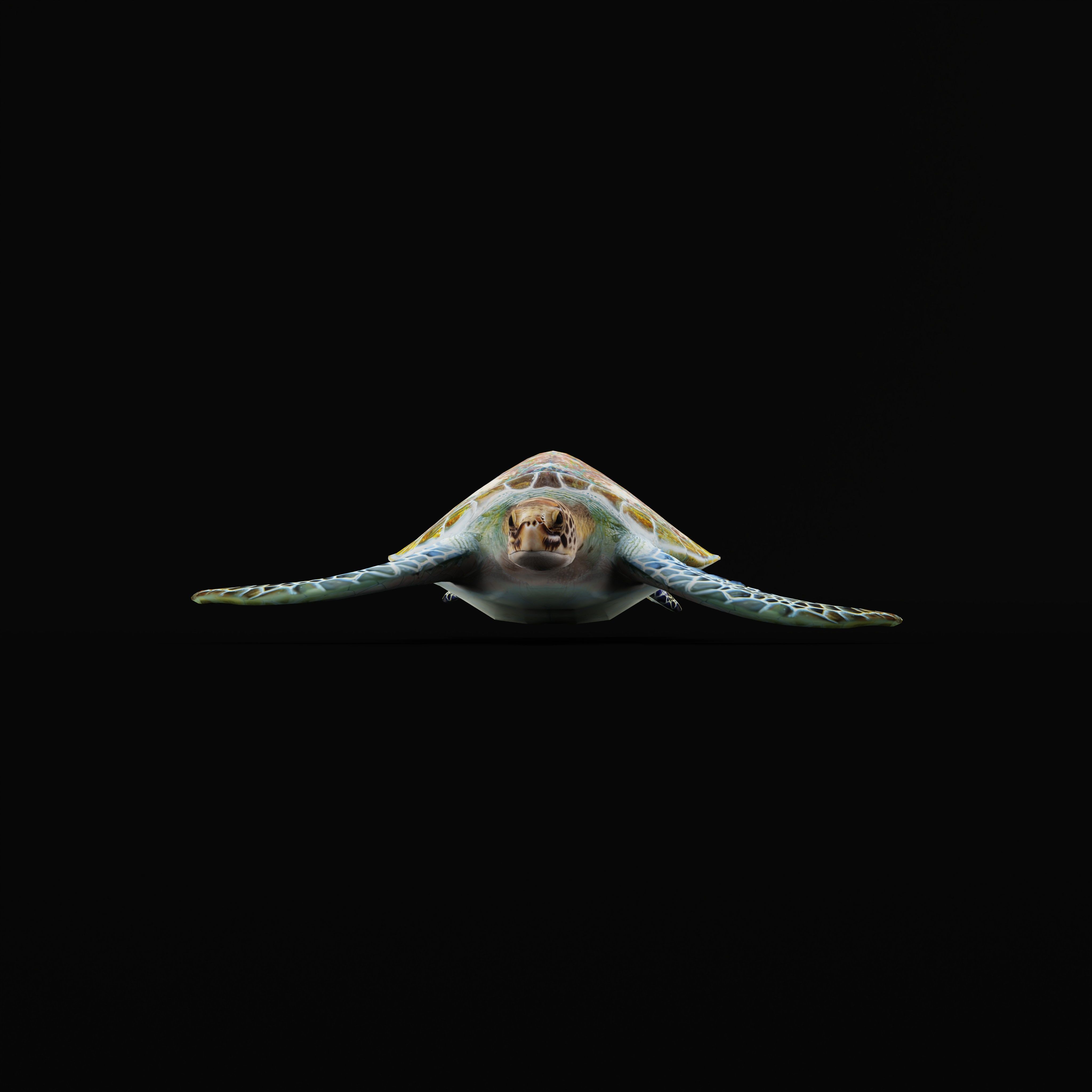 Green Sea Turtle Low-poly 3D model_35