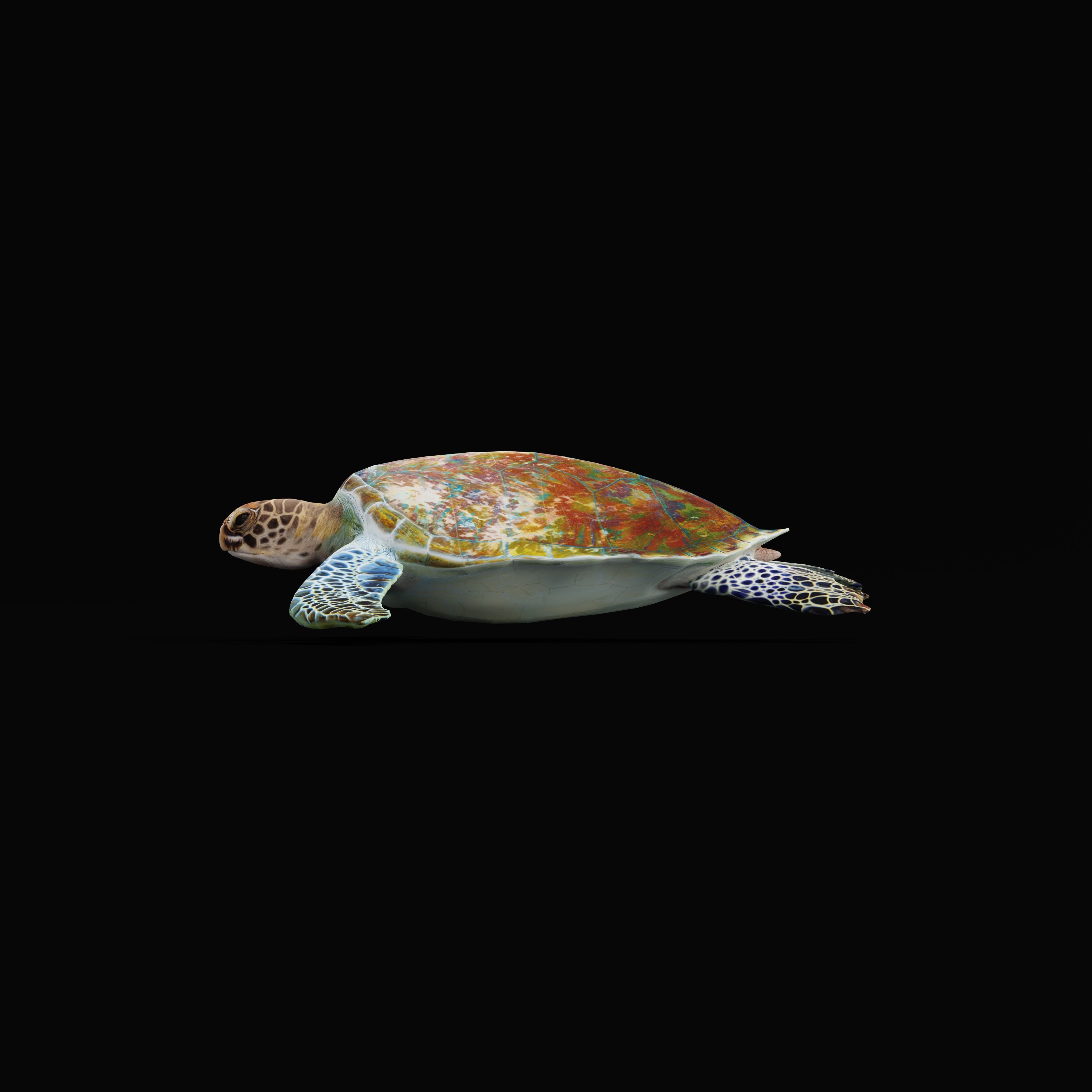 Green Sea Turtle Low-poly 3D model_37