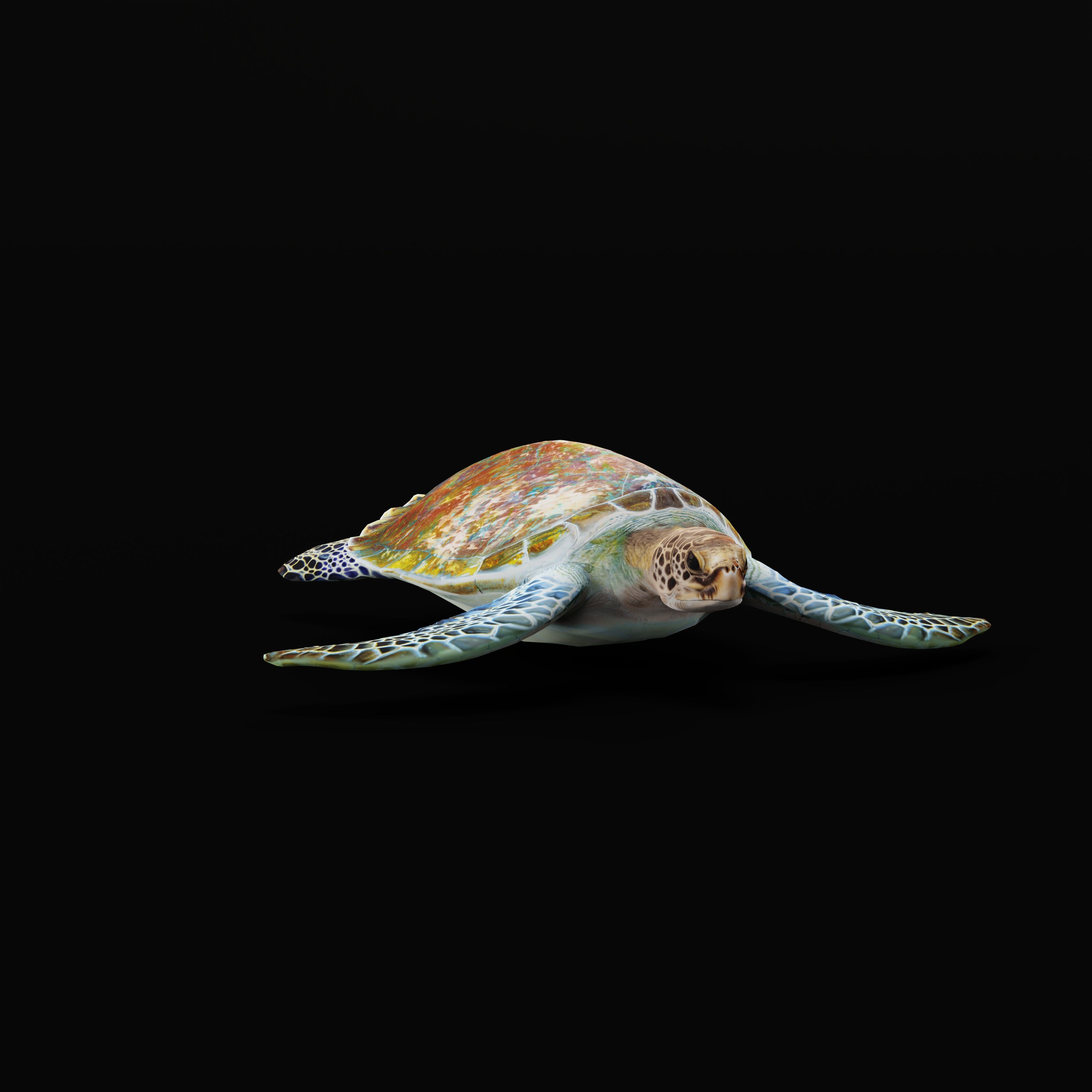 Green Sea Turtle Low-poly 3D model_34