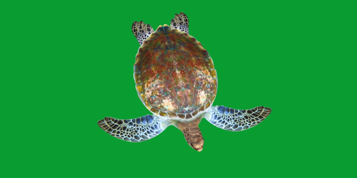 Green Sea Turtle Low-poly 3D model_18