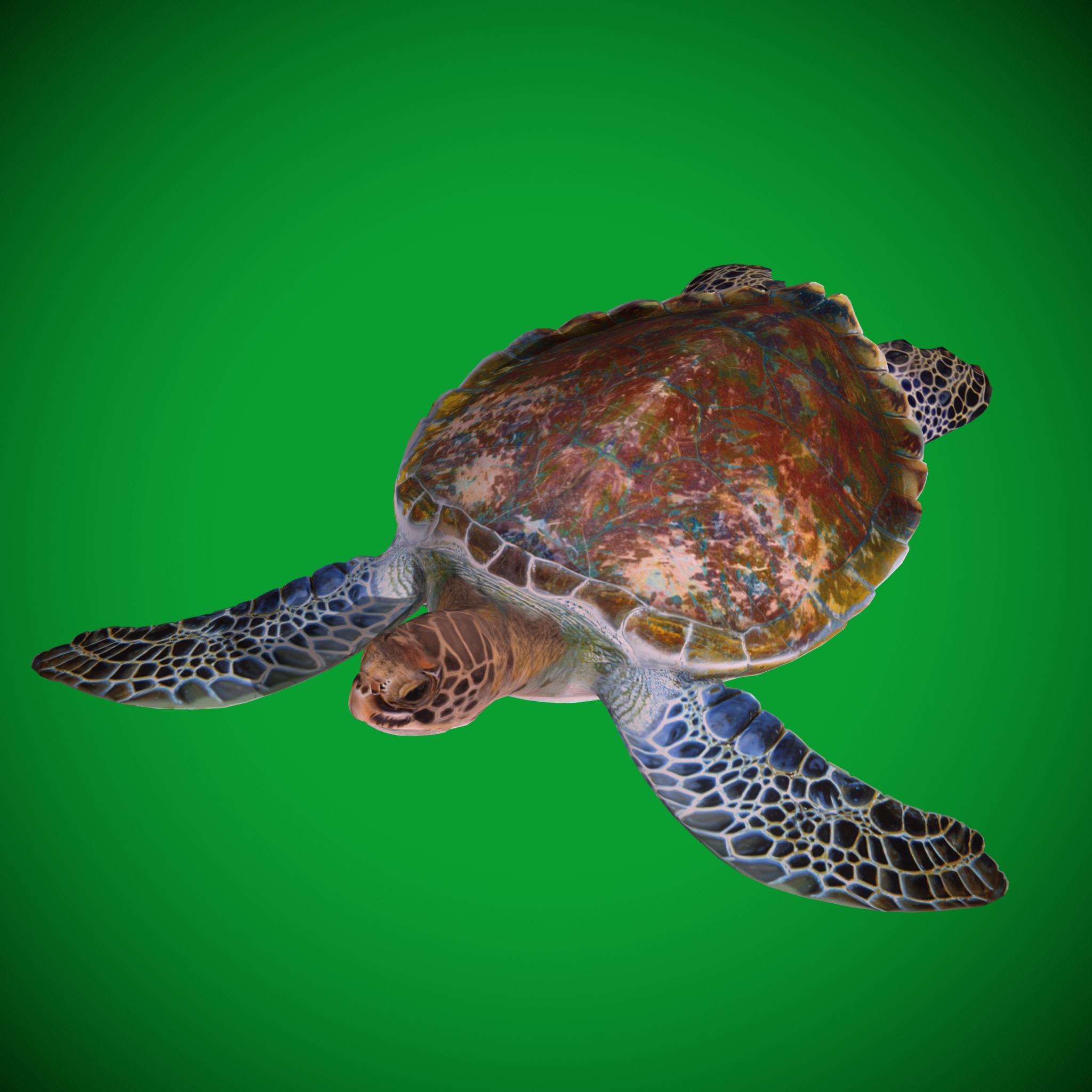 Green Sea Turtle Low-poly 3D model_21