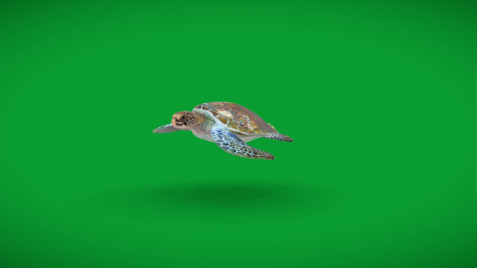 Green Sea Turtle Low-poly 3D model_30