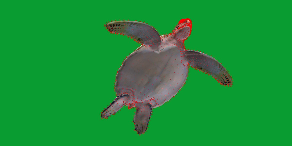 Green Sea Turtle Low-poly 3D model_15