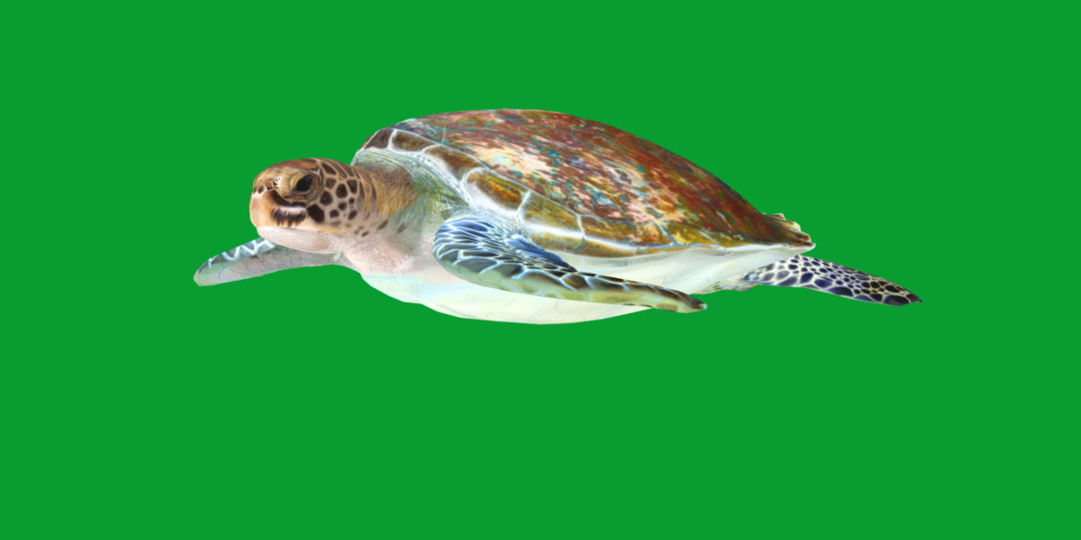 Green Sea Turtle Low-poly 3D model_17