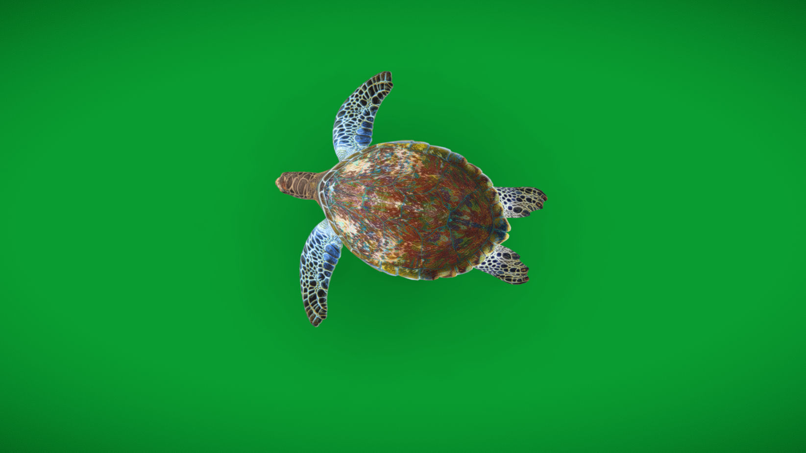 Green Sea Turtle Low-poly 3D model_33