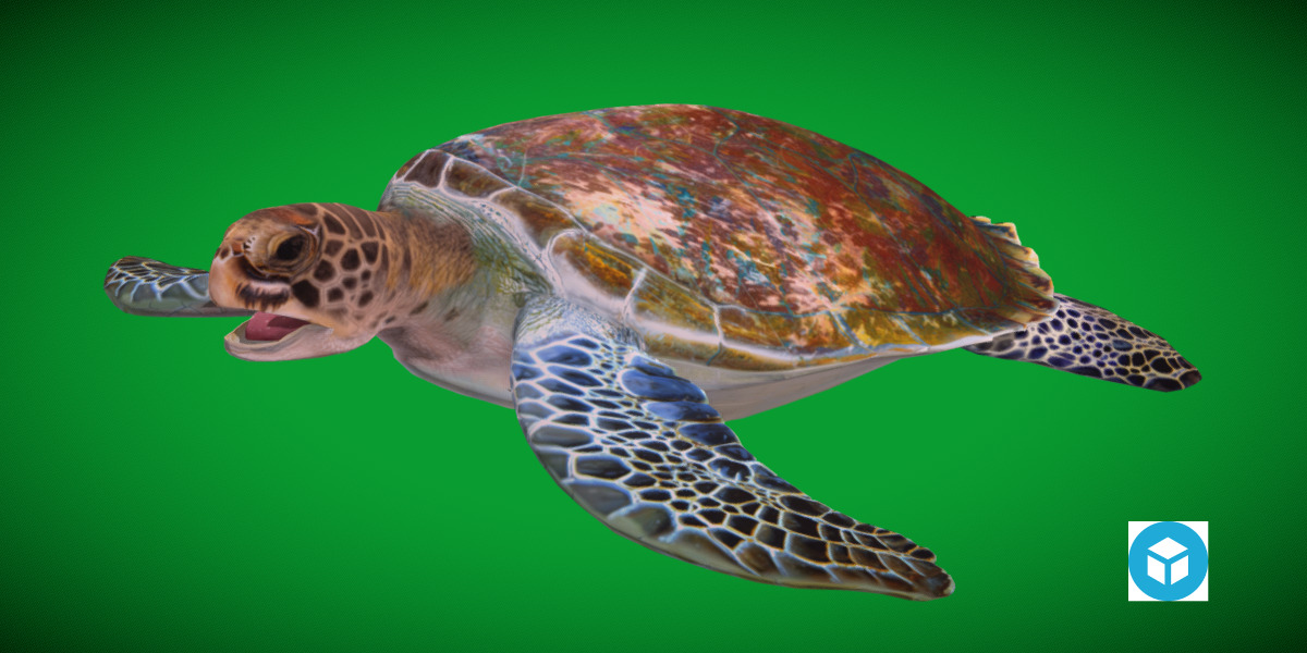Green Sea Turtle Low-poly 3D model_2