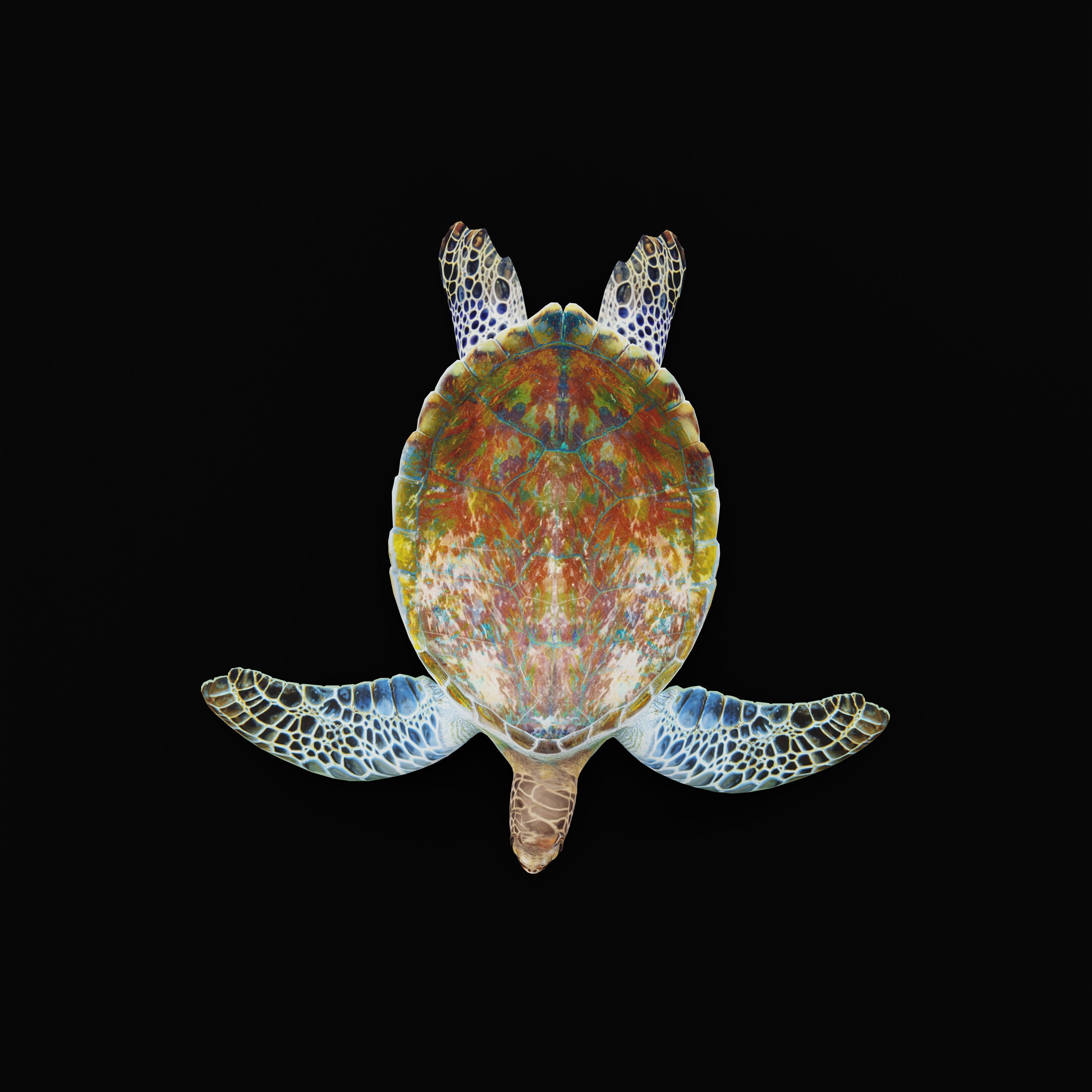 Green Sea Turtle Low-poly 3D model_36