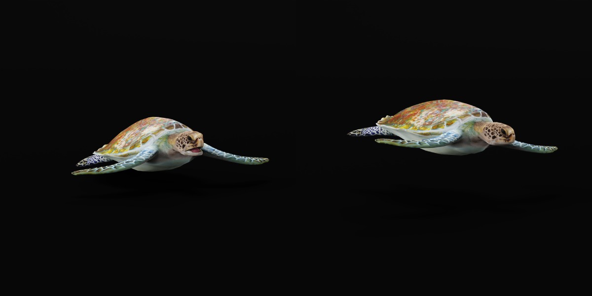 Green Sea Turtle Low-poly 3D model_28