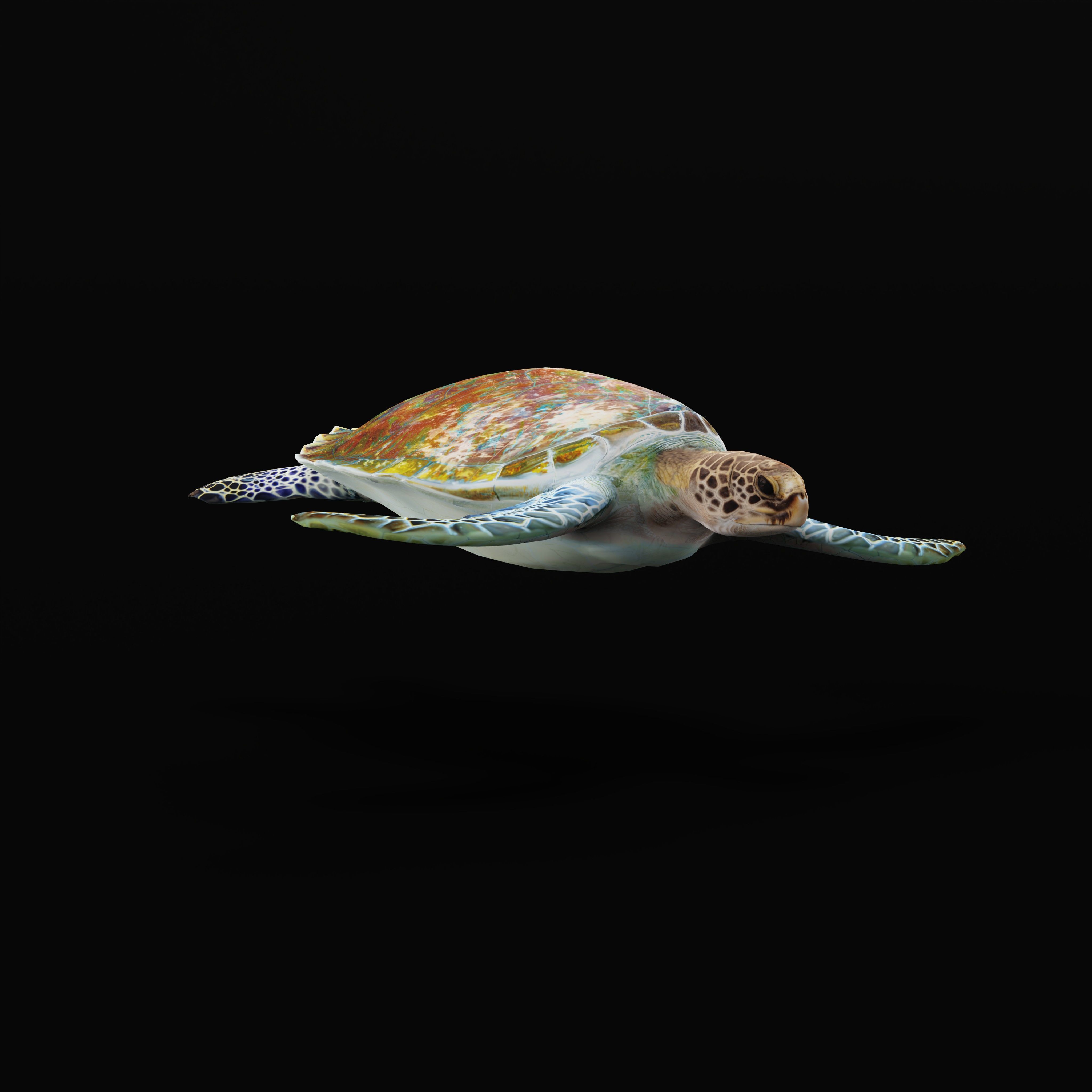 Green Sea Turtle Low-poly 3D model_41