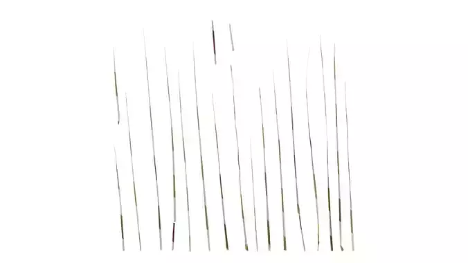 Anydrafts Miscanthus sinensis variegatus 02 Leaf 03