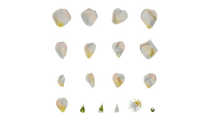 Anydrafts Rosa chinensis Flower 25 Texture