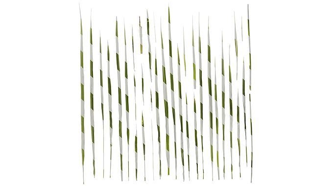 Anydrafts Miscanthus sinensis variegatus 02 Leaf 04 Texture