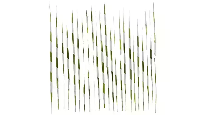 Anydrafts Miscanthus sinensis variegatus 02 Leaf 04 Texture