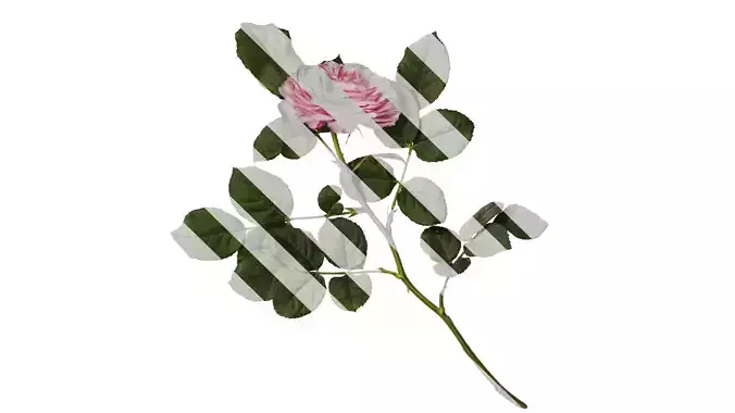 Anydrafts Rosa chinensis Flower 26