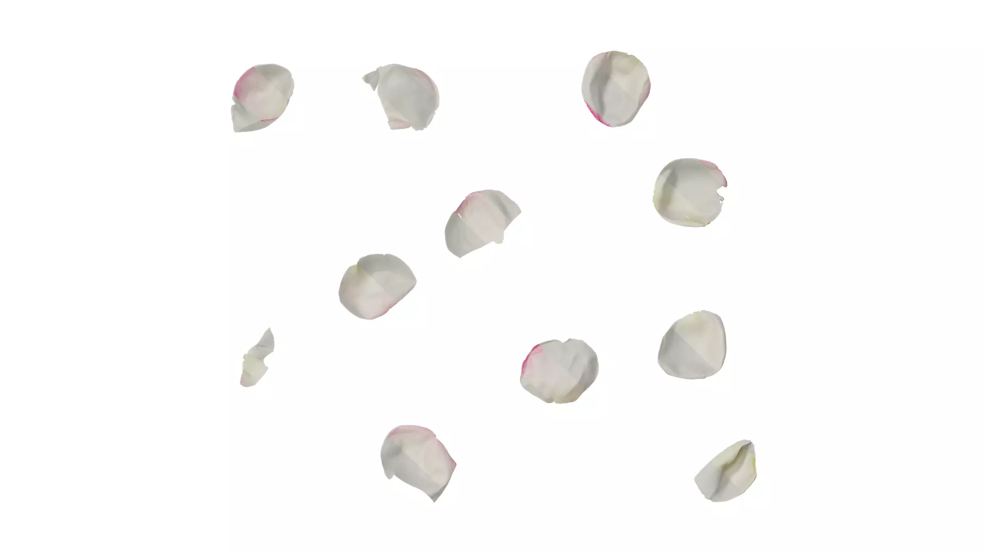 Anydrafts Rosa chinensis Flower 27 Texture_0