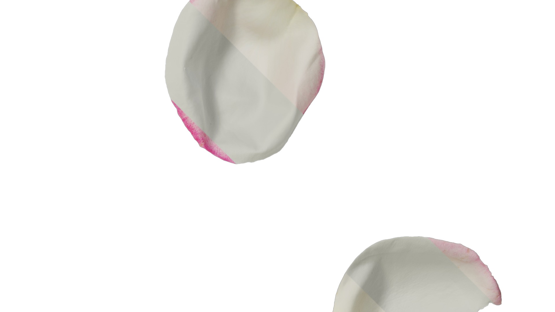 Anydrafts Rosa chinensis Flower 27 Texture_2