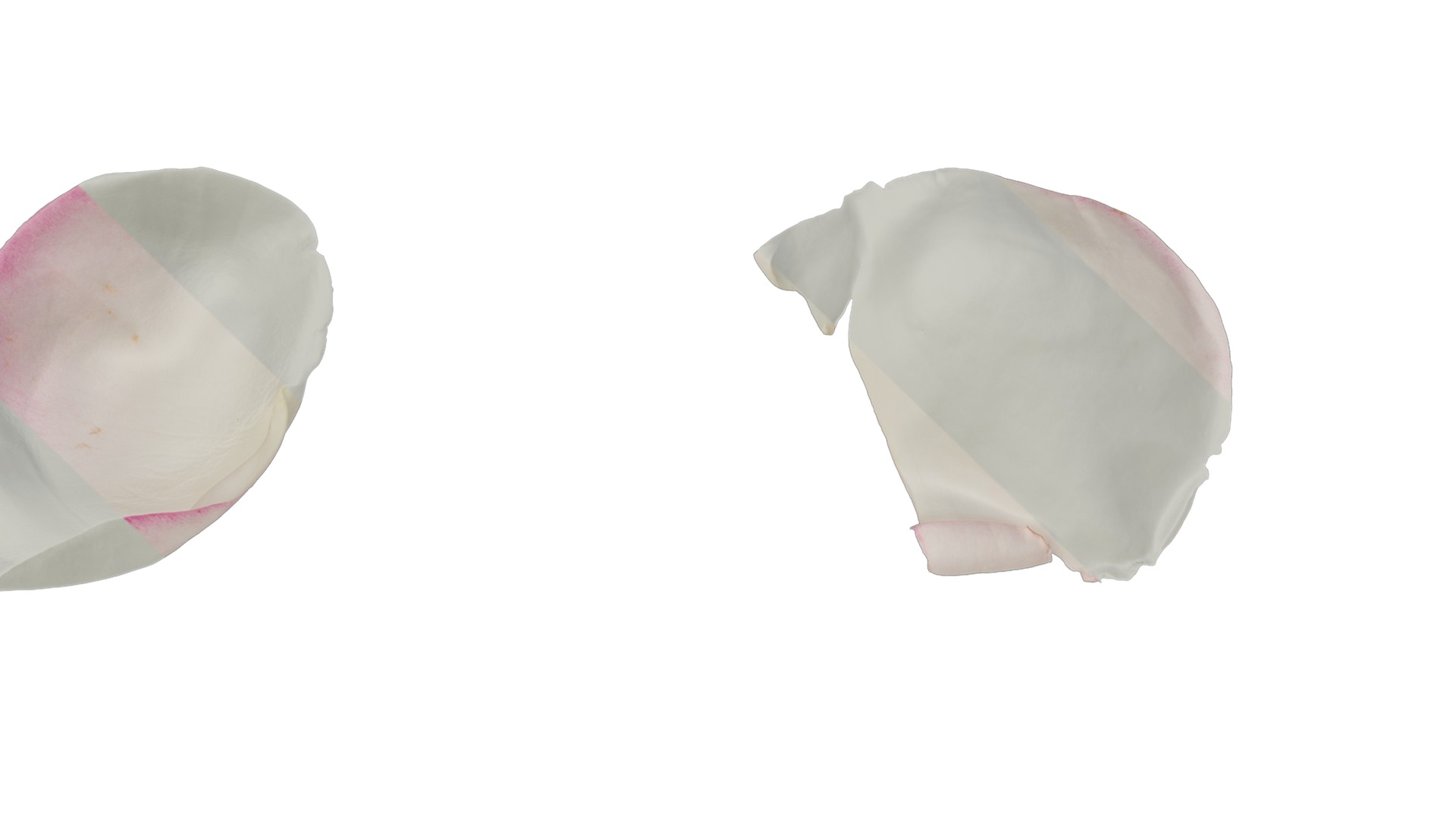 Anydrafts Rosa chinensis Flower 27 Texture_1