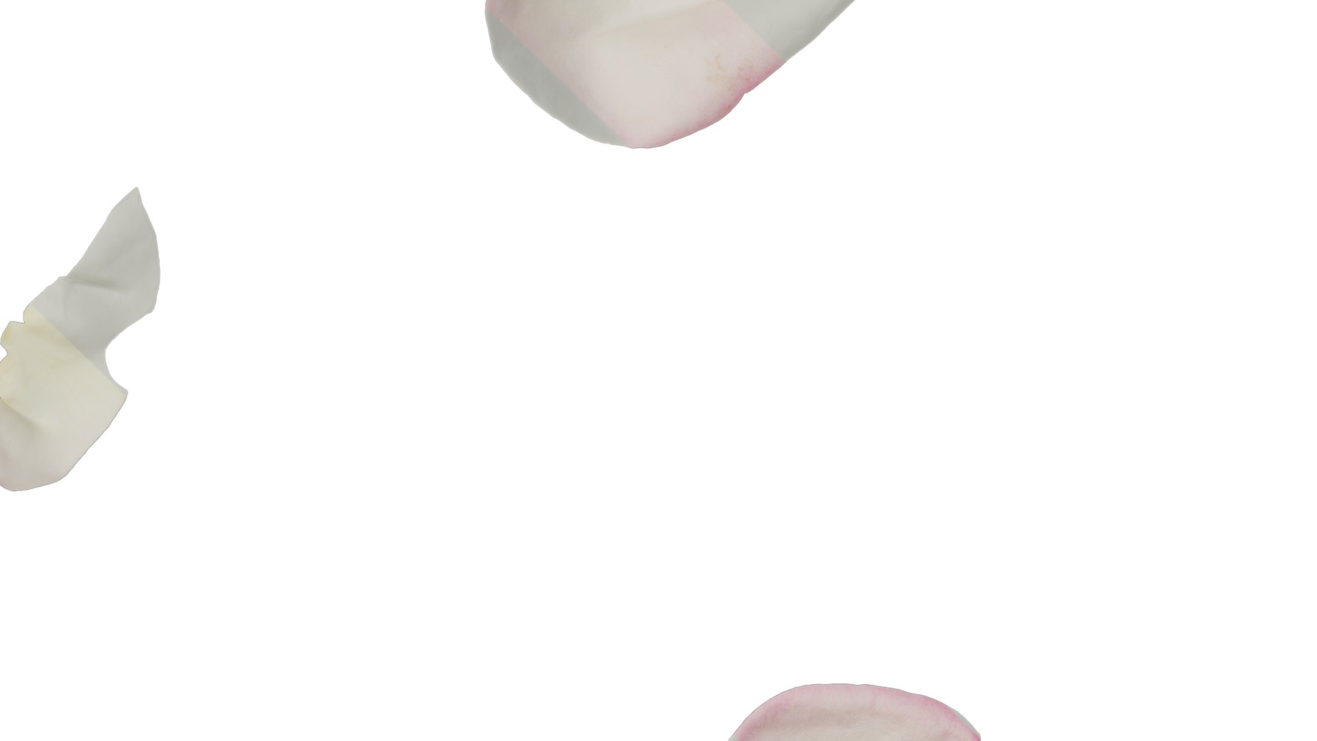 Anydrafts Rosa chinensis Flower 27 Texture_5