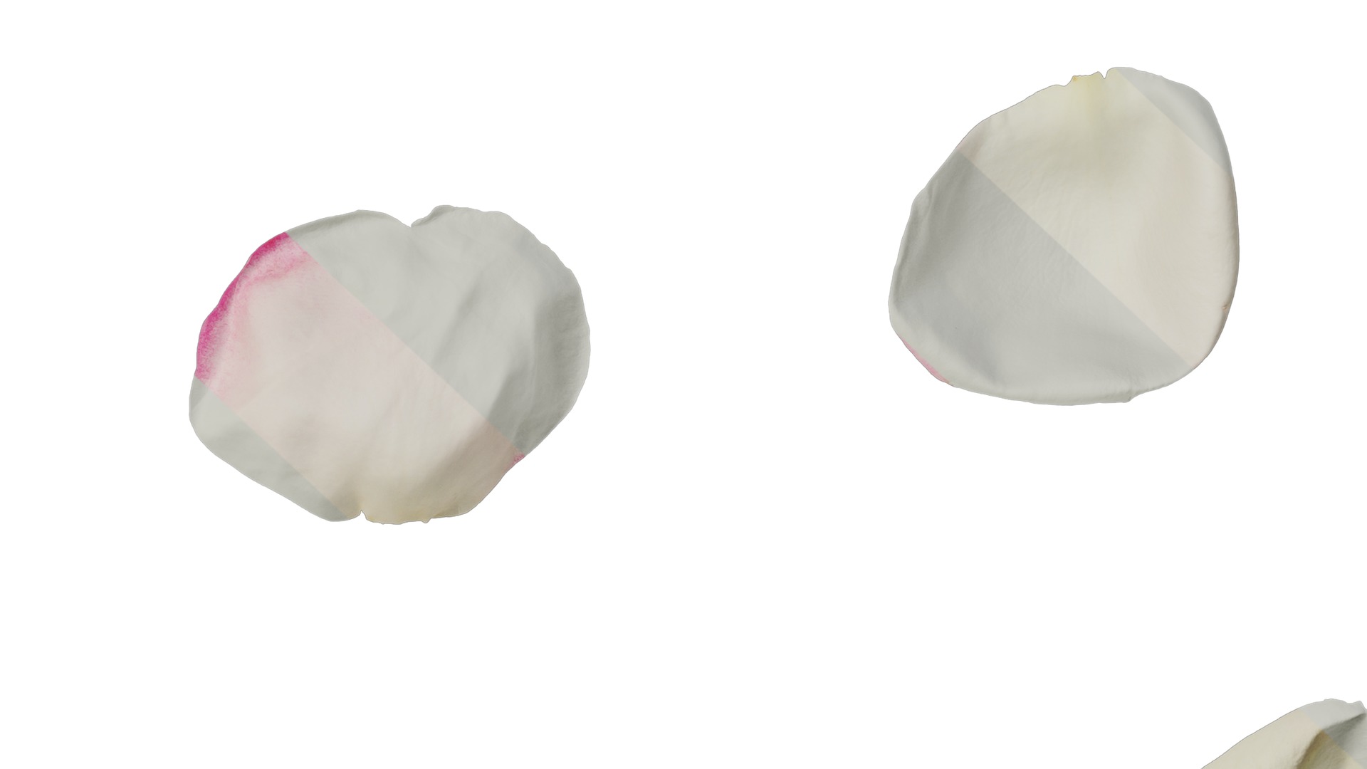 Anydrafts Rosa chinensis Flower 27 Texture_6