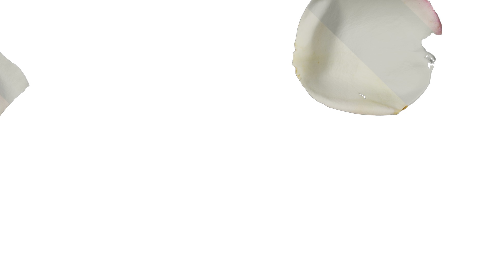 Anydrafts Rosa chinensis Flower 27 Texture_4