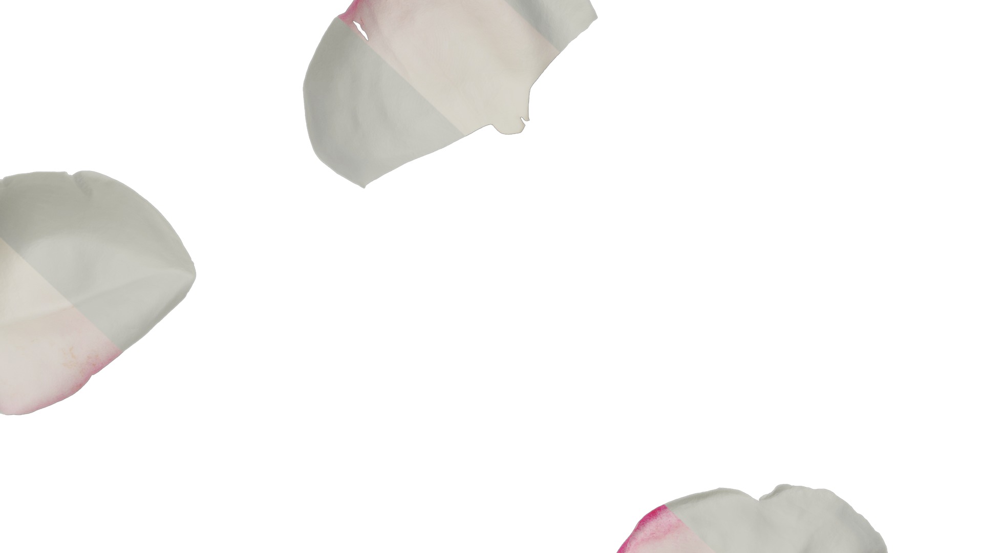 Anydrafts Rosa chinensis Flower 27 Texture_7