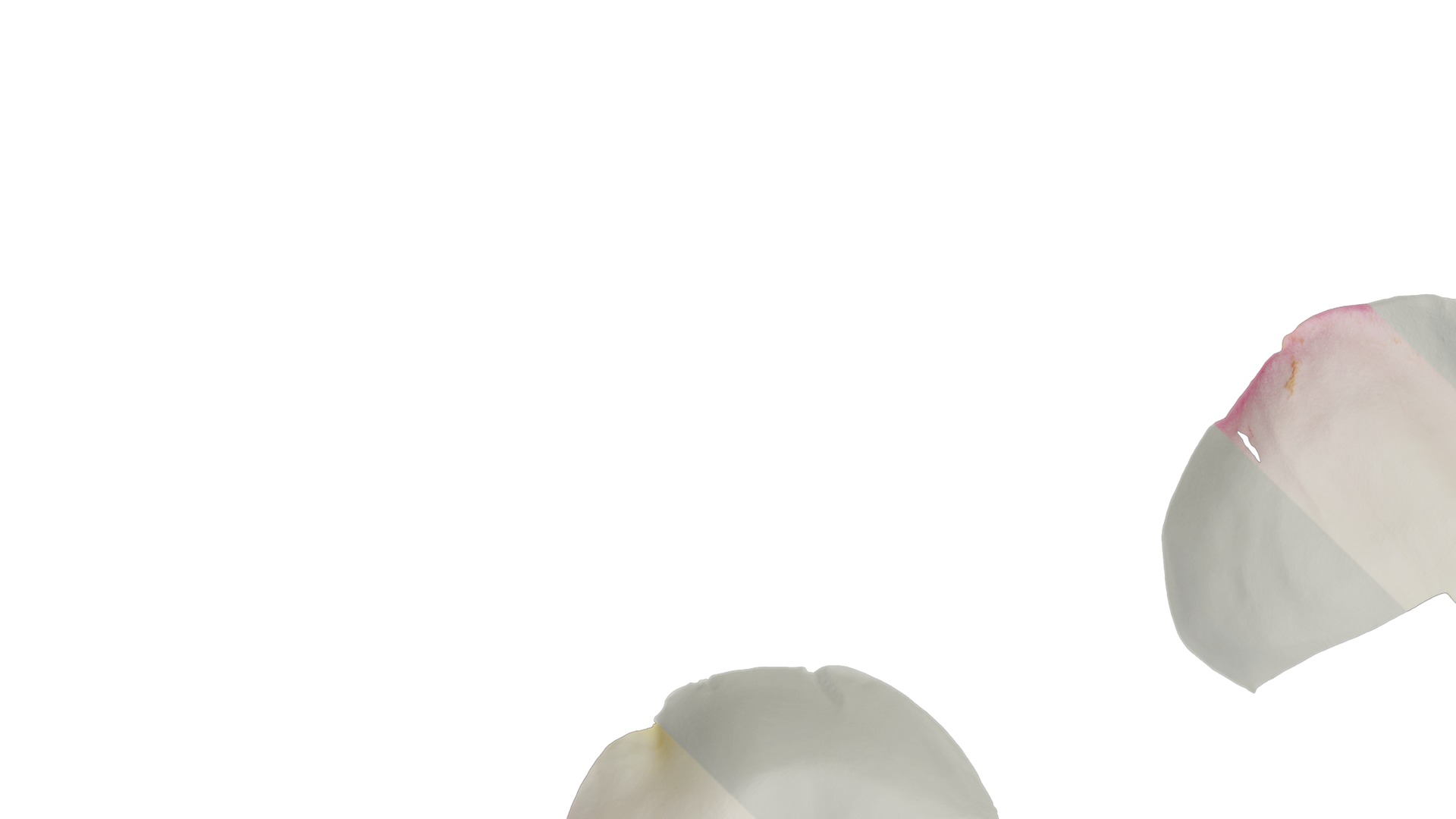 Anydrafts Rosa chinensis Flower 27 Texture_3