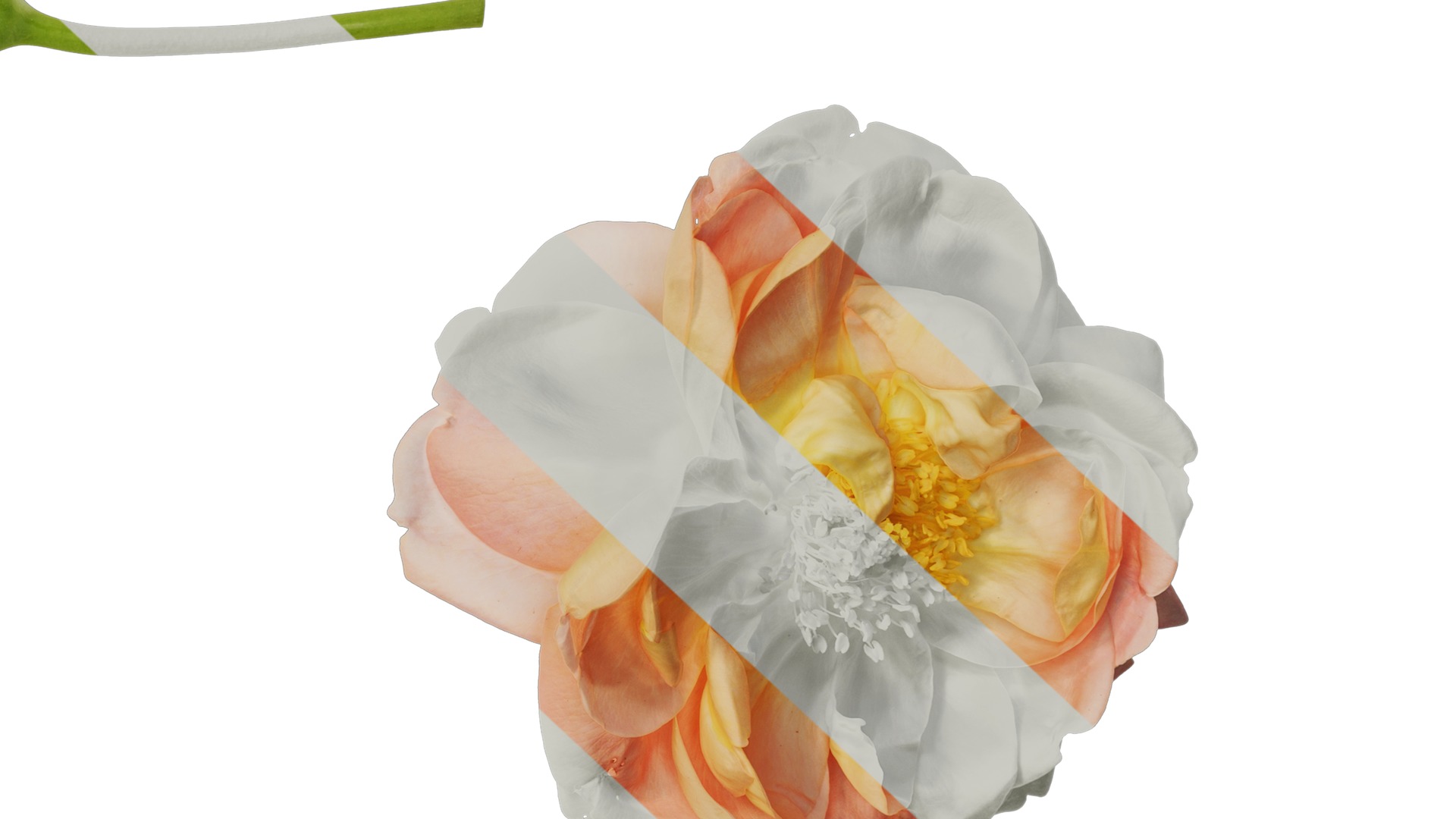 Anydrafts Rosa chinensis Flower 28 Texture_6