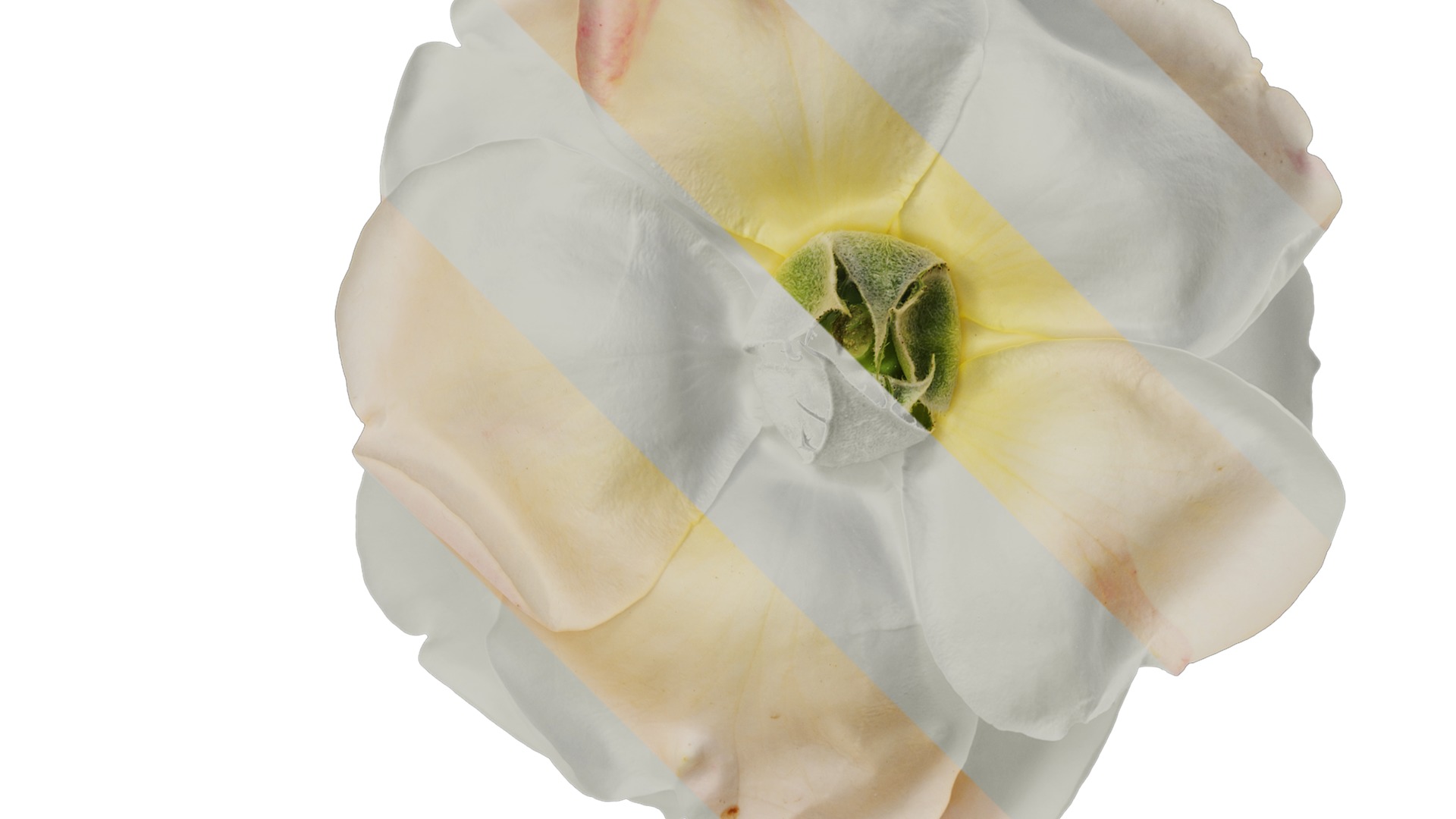 Anydrafts Rosa chinensis Flower 28 Texture_2