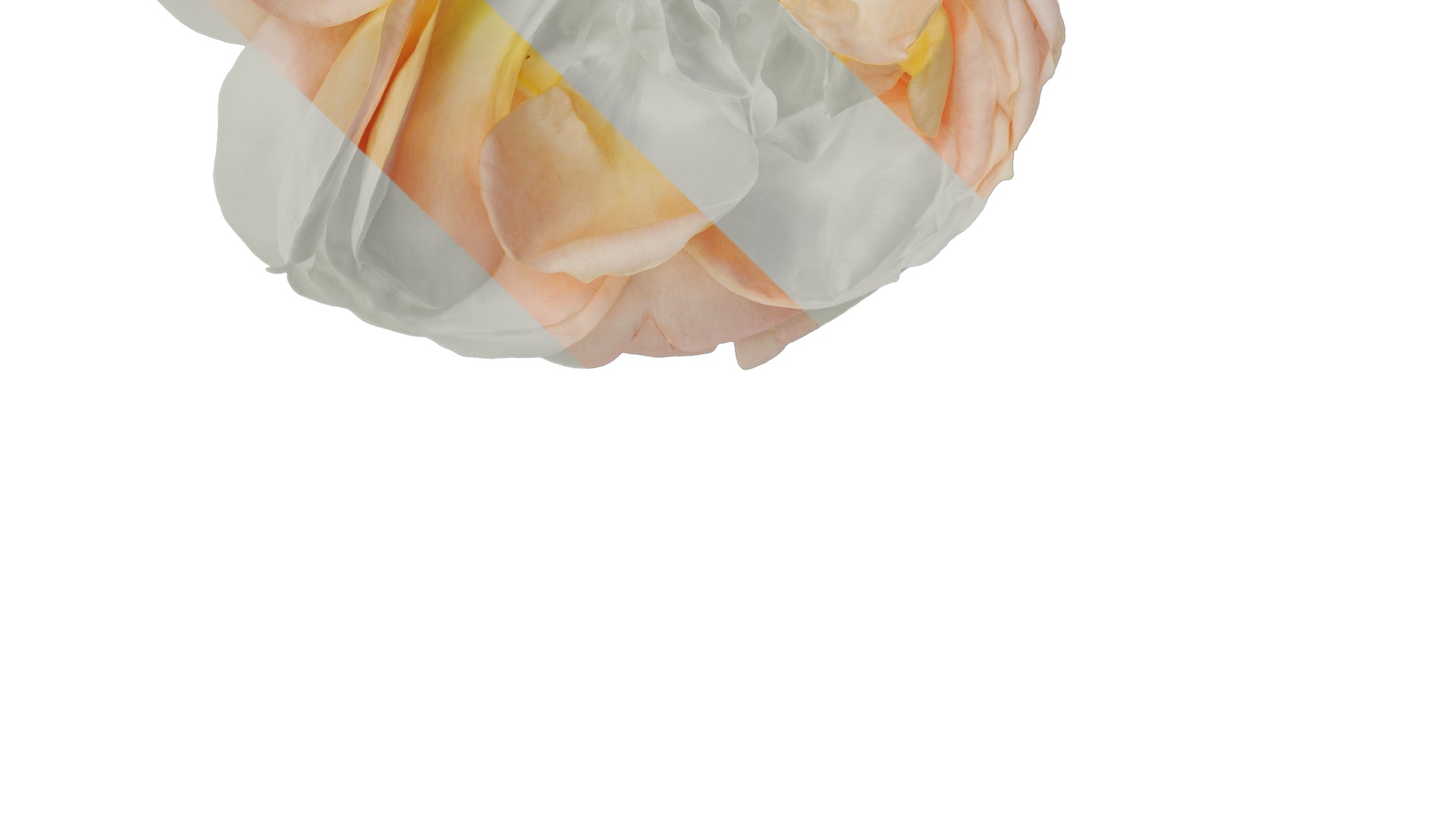 Anydrafts Rosa chinensis Flower 28 Texture_3