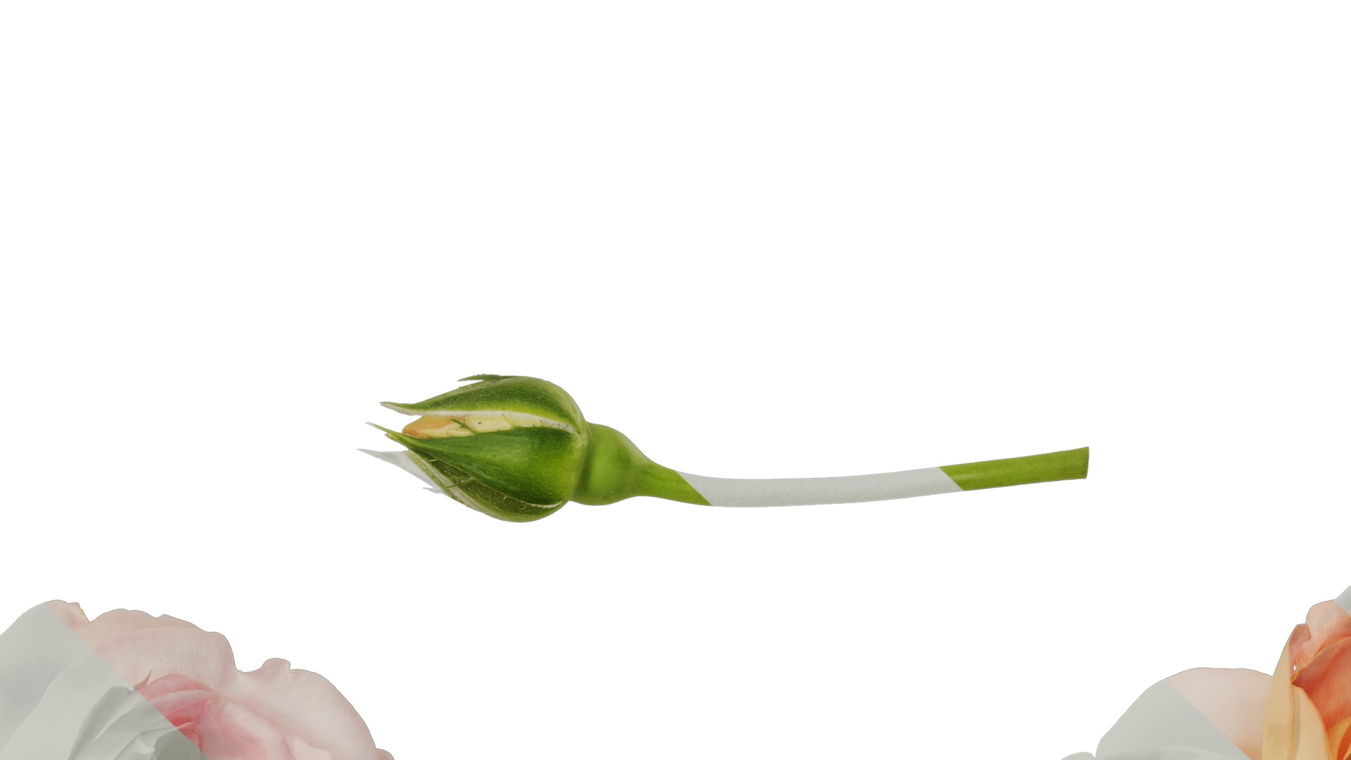 Anydrafts Rosa chinensis Flower 28 Texture_7