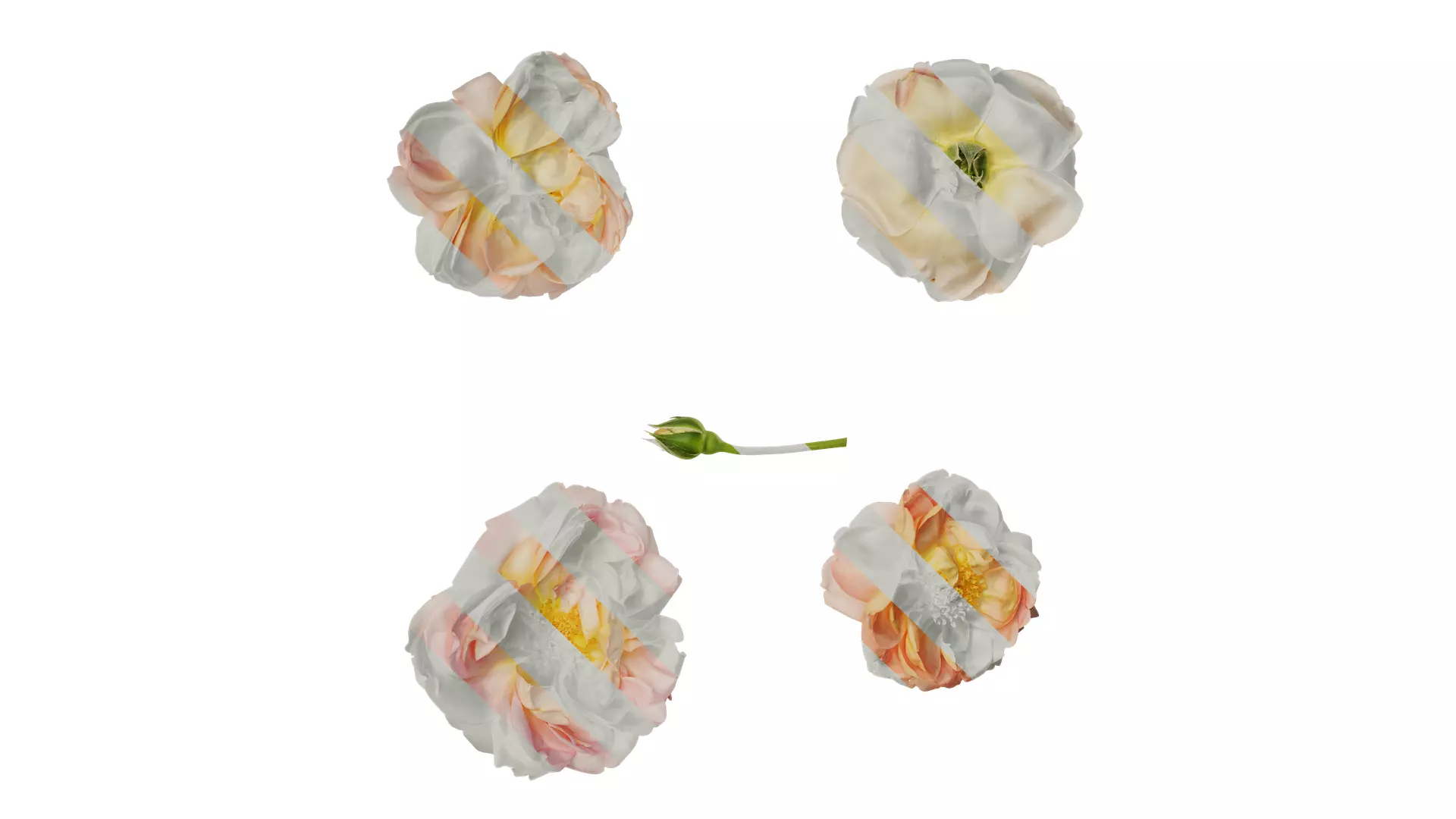 Anydrafts Rosa chinensis Flower 28 Texture_0