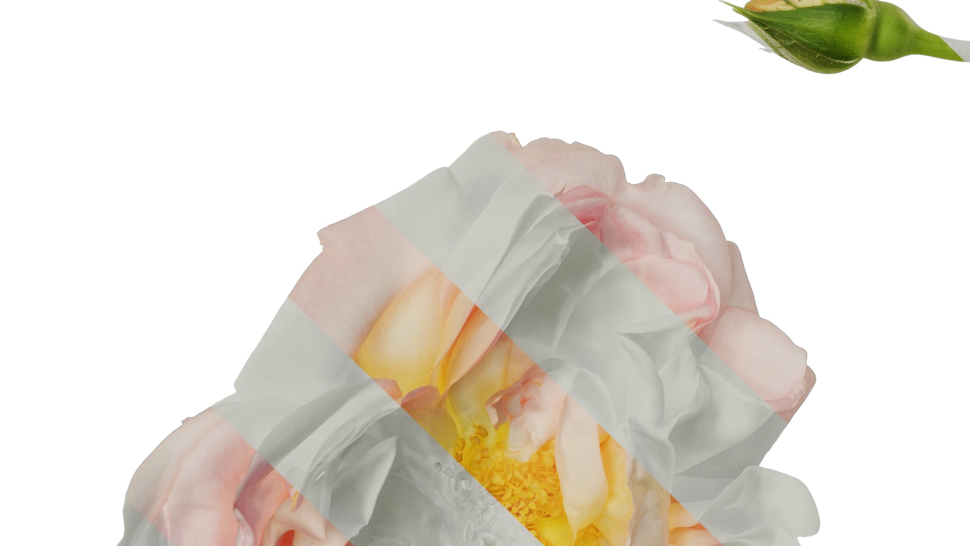 Anydrafts Rosa chinensis Flower 28 Texture_5