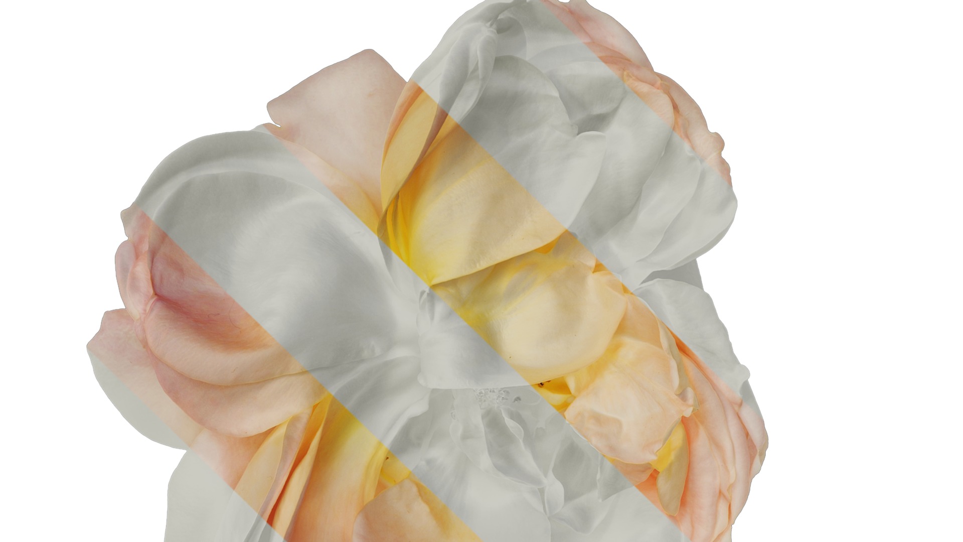 Anydrafts Rosa chinensis Flower 28 Texture_1