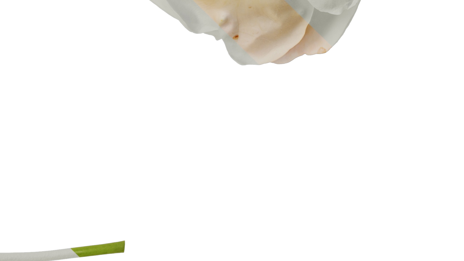 Anydrafts Rosa chinensis Flower 28 Texture_4