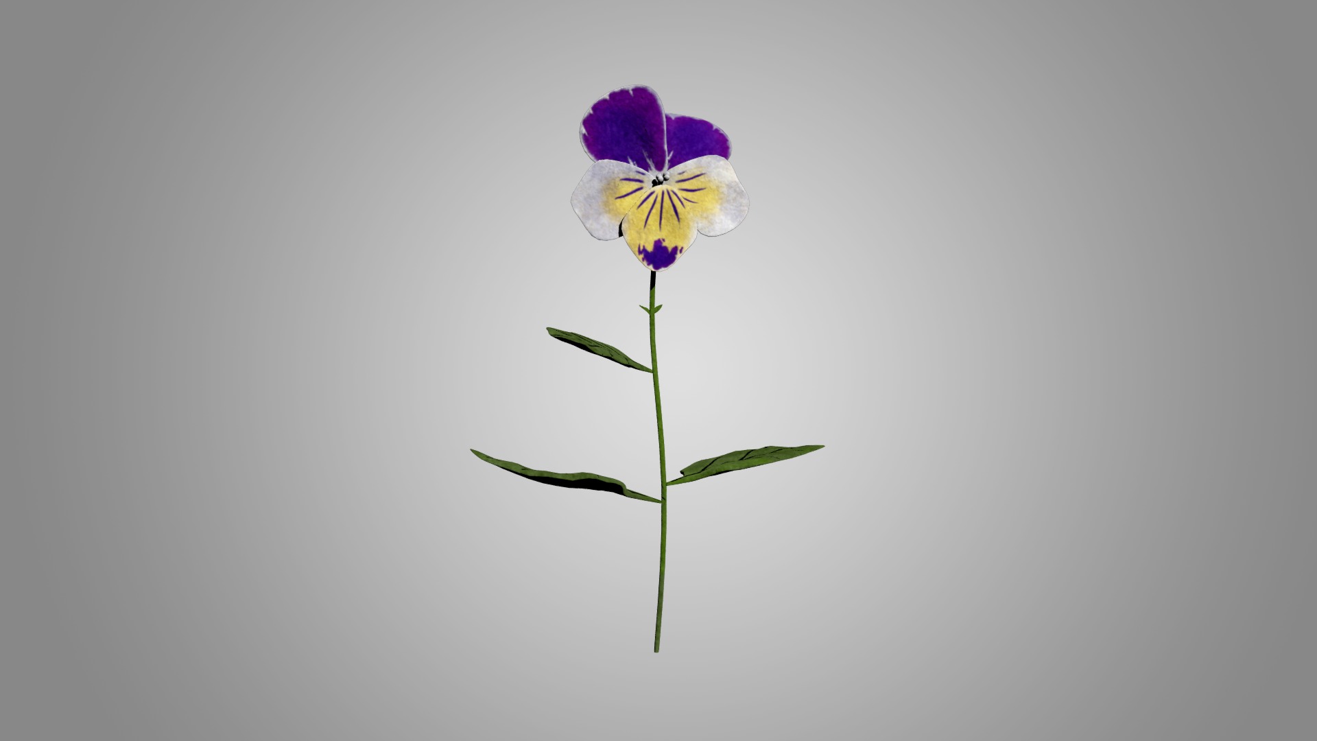 Violet 3D model_2