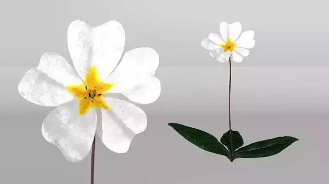 Primrose 3D model
