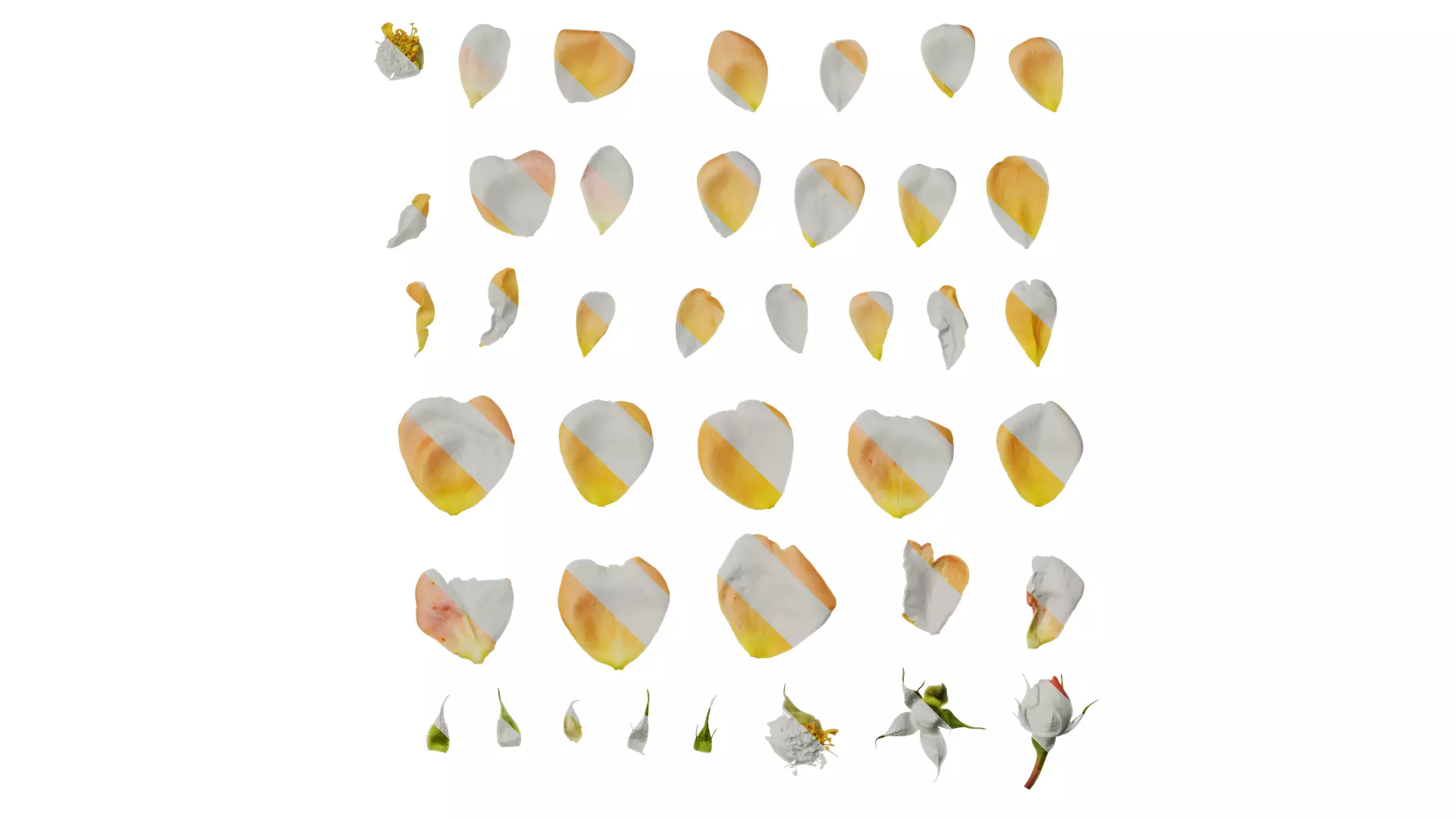 Anydrafts Rosa chinensis Flower 47 Texture_0