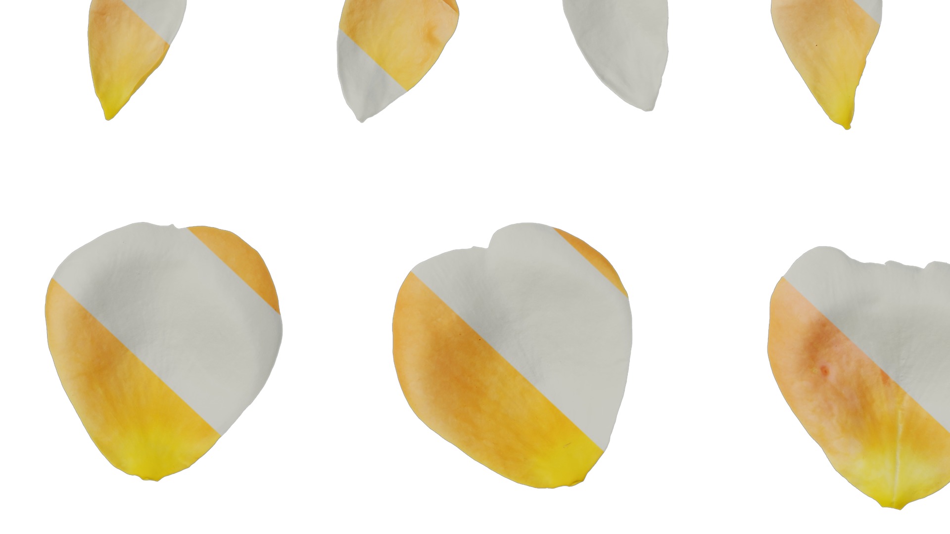 Anydrafts Rosa chinensis Flower 47 Texture_7