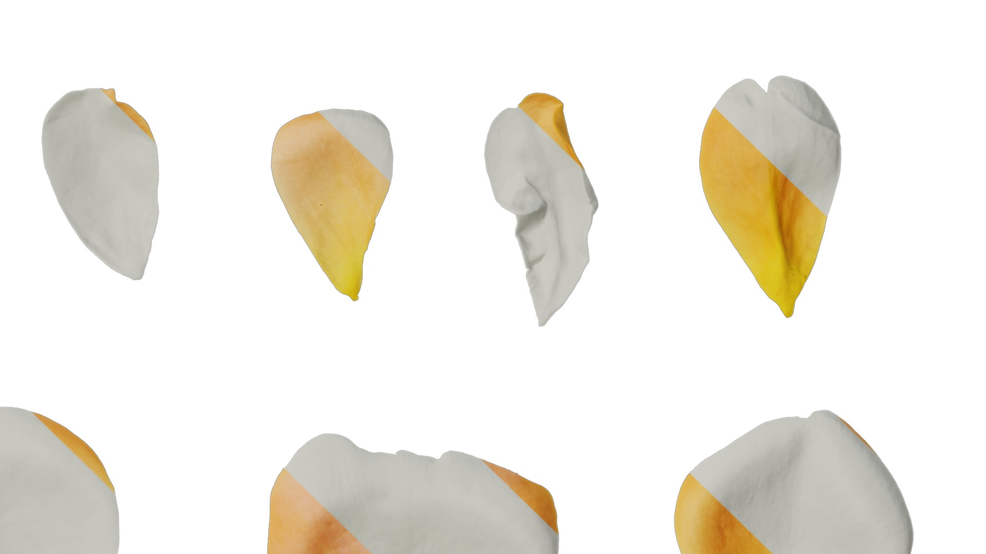 Anydrafts Rosa chinensis Flower 47 Texture_4