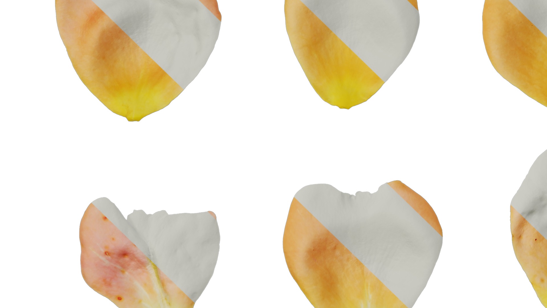 Anydrafts Rosa chinensis Flower 47 Texture_5