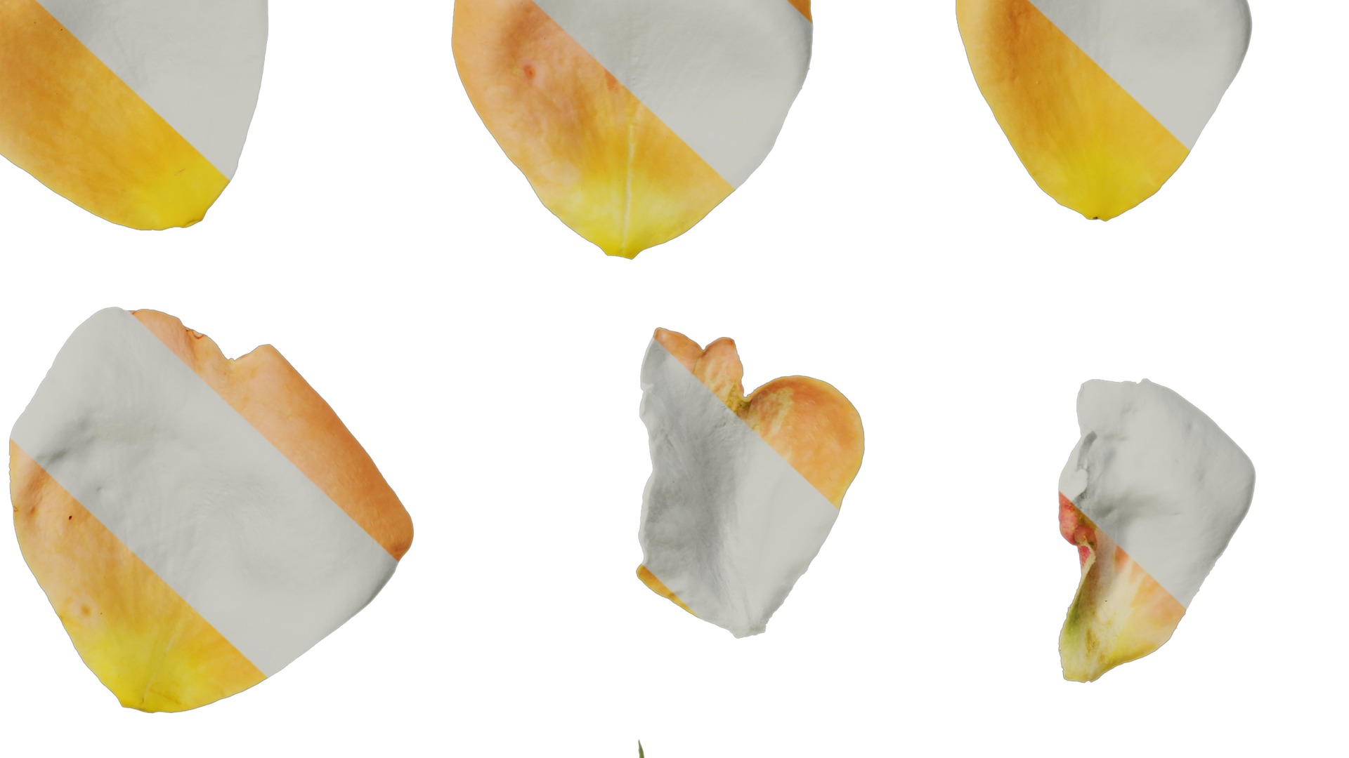 Anydrafts Rosa chinensis Flower 47 Texture_6