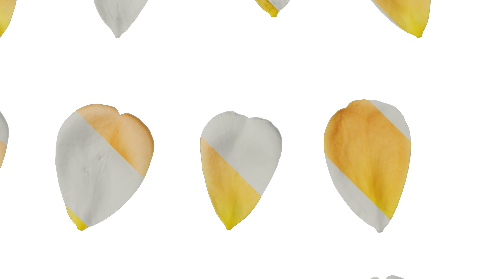 Anydrafts Rosa chinensis Flower 47 Texture_2