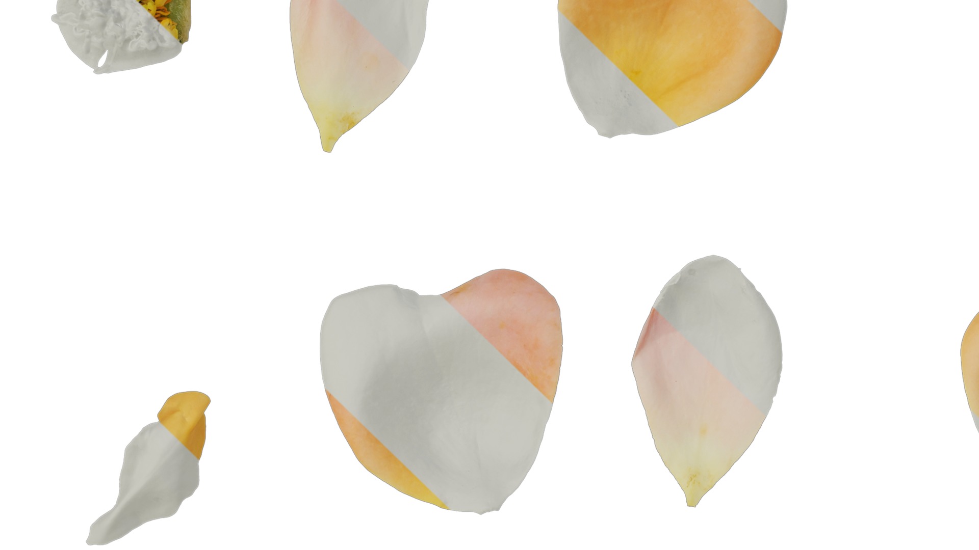 Anydrafts Rosa chinensis Flower 47 Texture_1