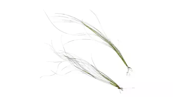 Anydrafts Nassella tenuissima Atlas 06