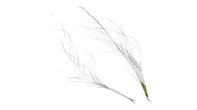 Anydrafts Nassella tenuissima Atlas 08