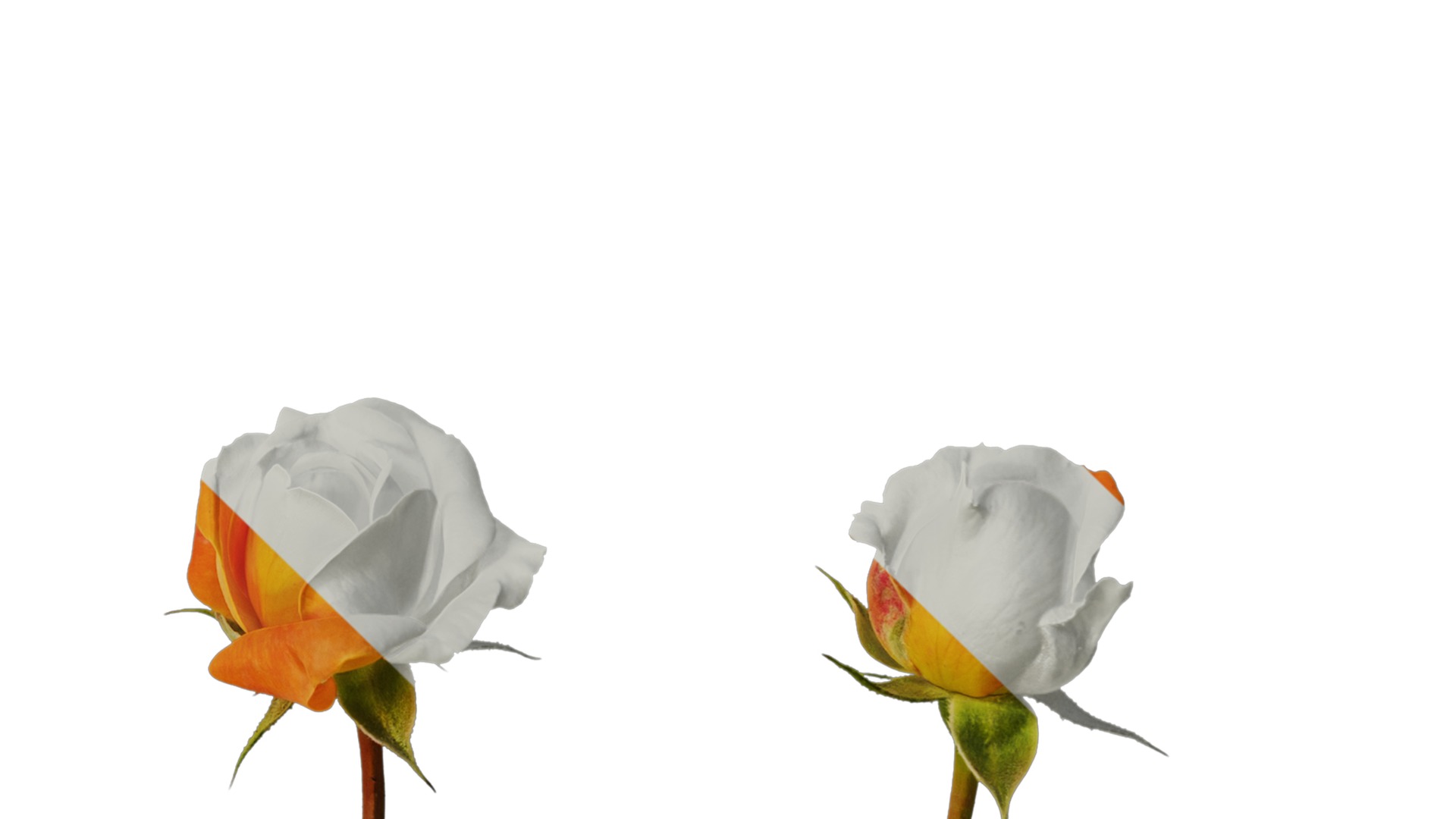 Anydrafts Rosa chinensis Flower 52 Texture_4