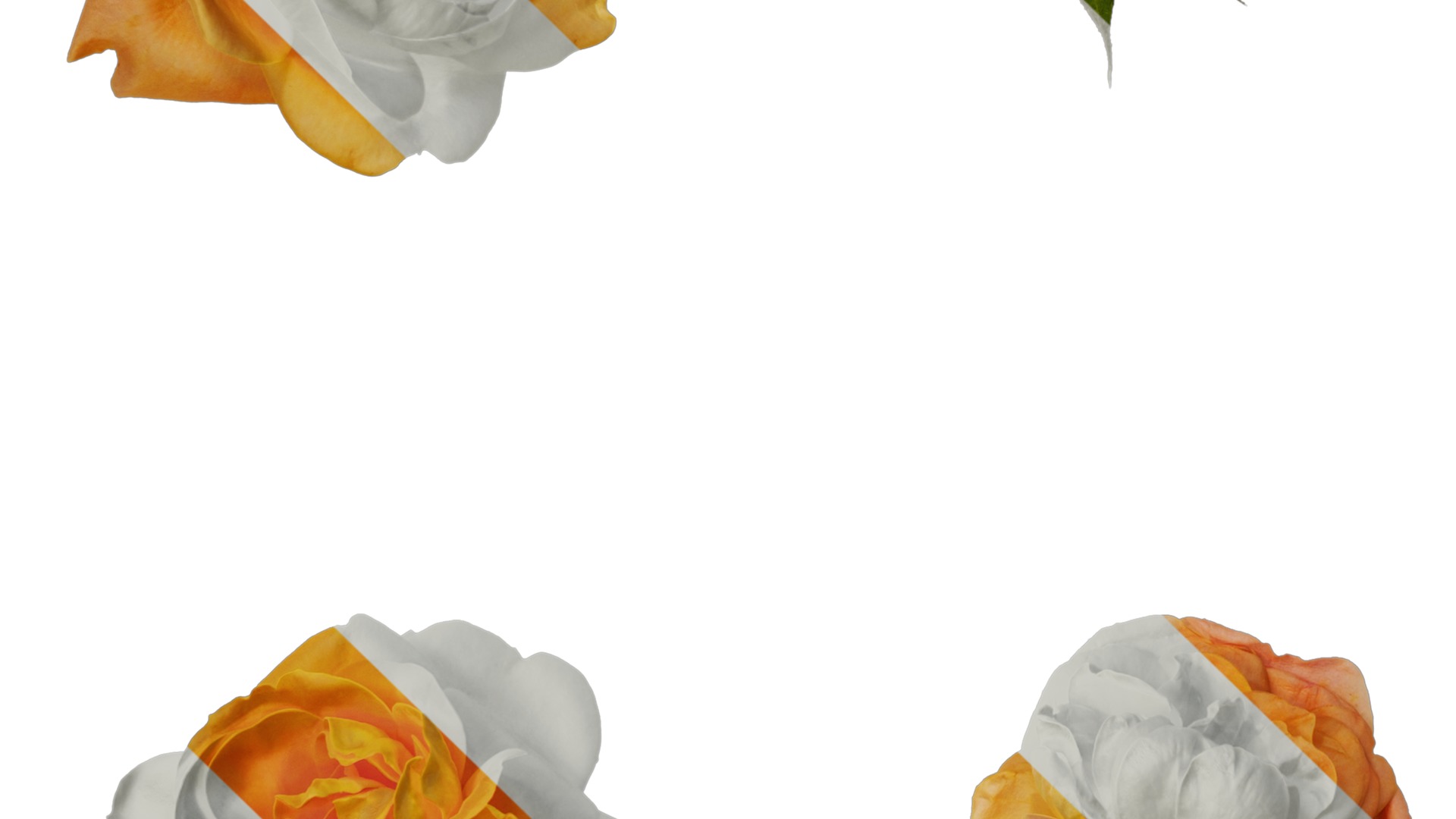 Anydrafts Rosa chinensis Flower 52 Texture_5