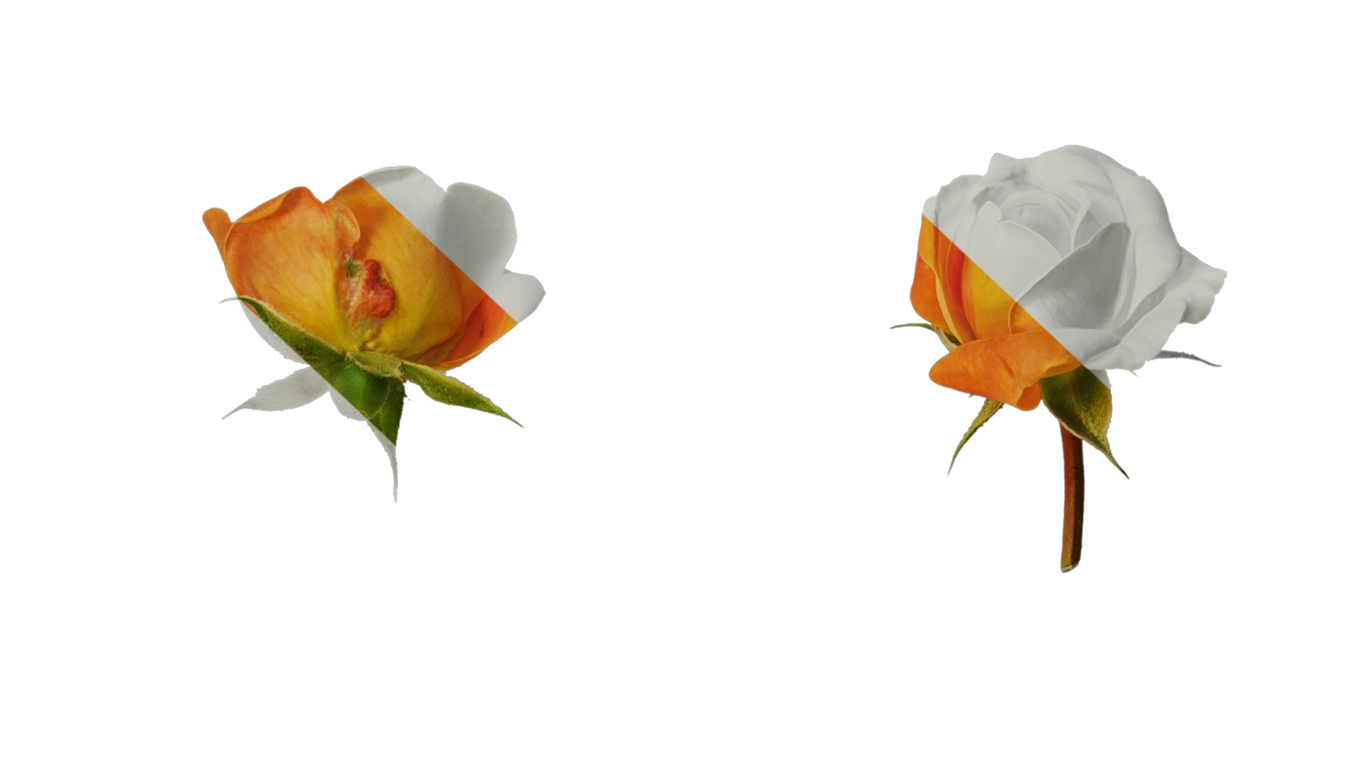 Anydrafts Rosa chinensis Flower 52 Texture_7