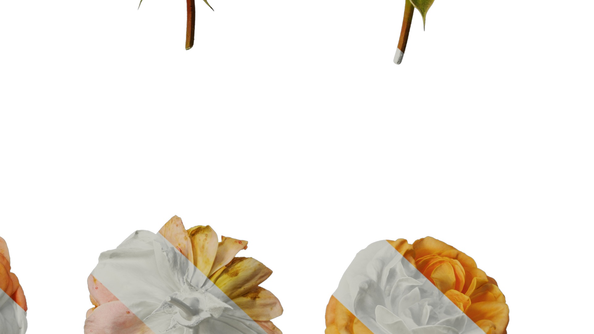 Anydrafts Rosa chinensis Flower 52 Texture_6