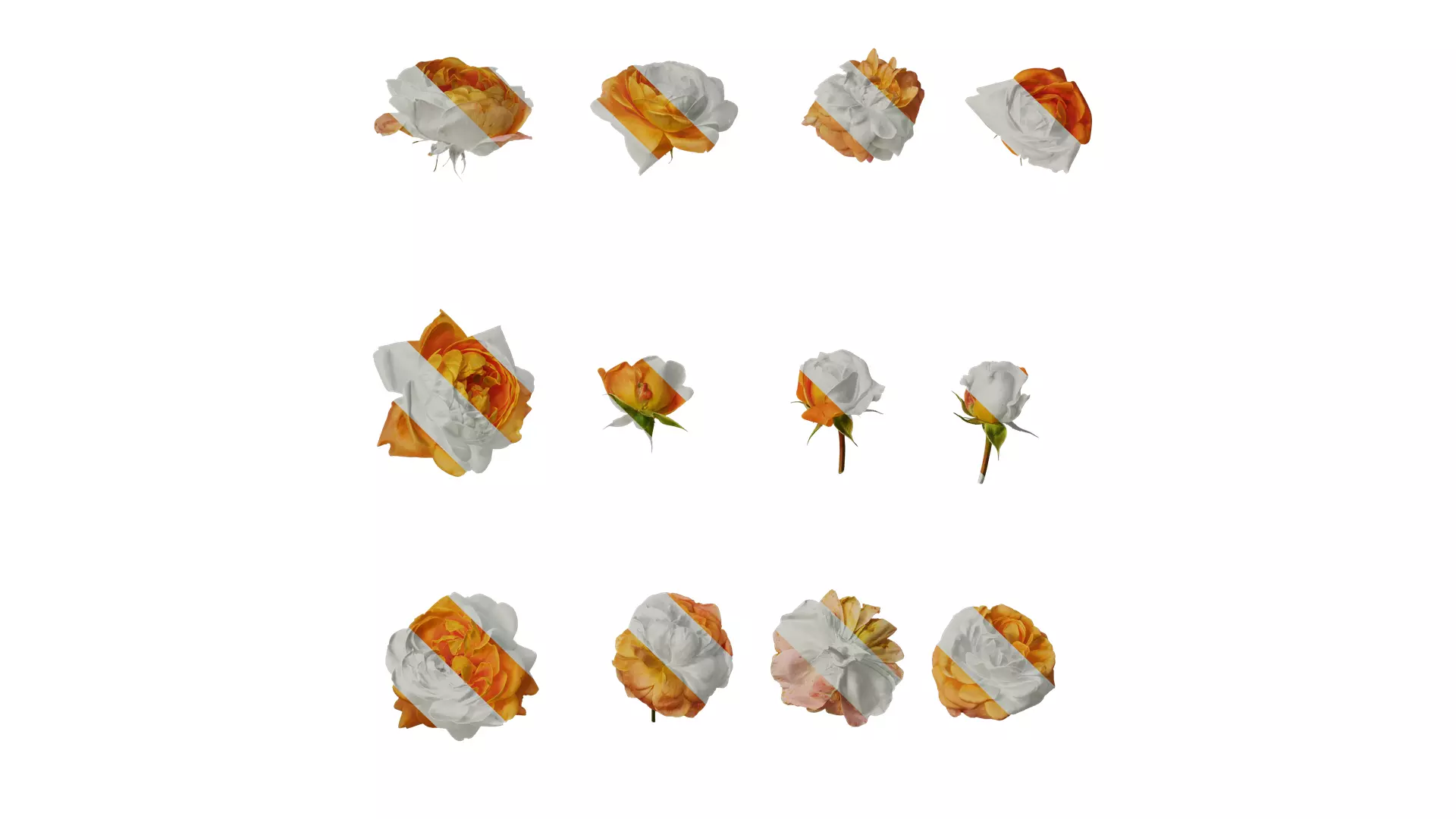 Anydrafts Rosa chinensis Flower 52 Texture_0